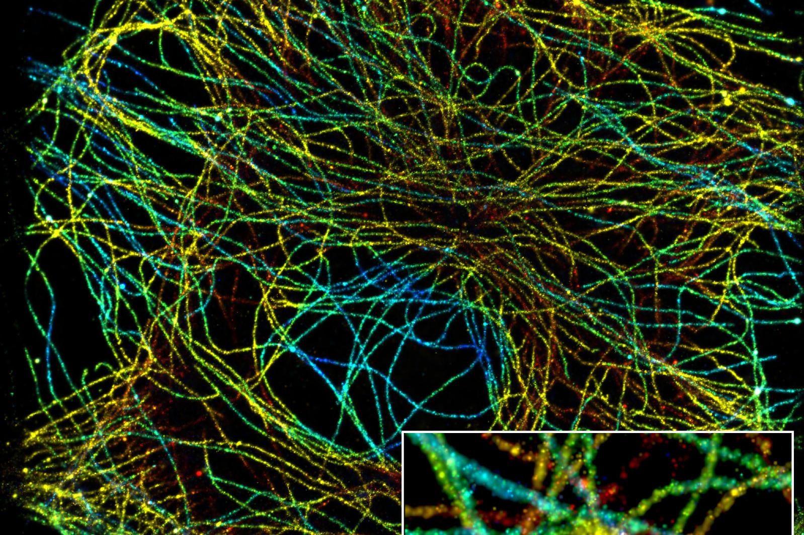 SMLM：借助Elyra 7，您可以在单次采集中获得1.4 μm z轴方向的图像。