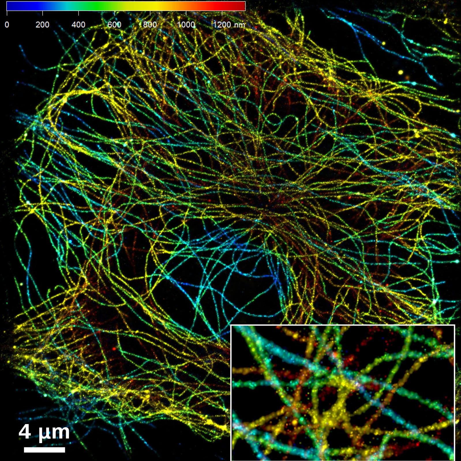 SMLM：借助Elyra 7，您可以在单次采集中获得1.4 μm z轴方向的图像。