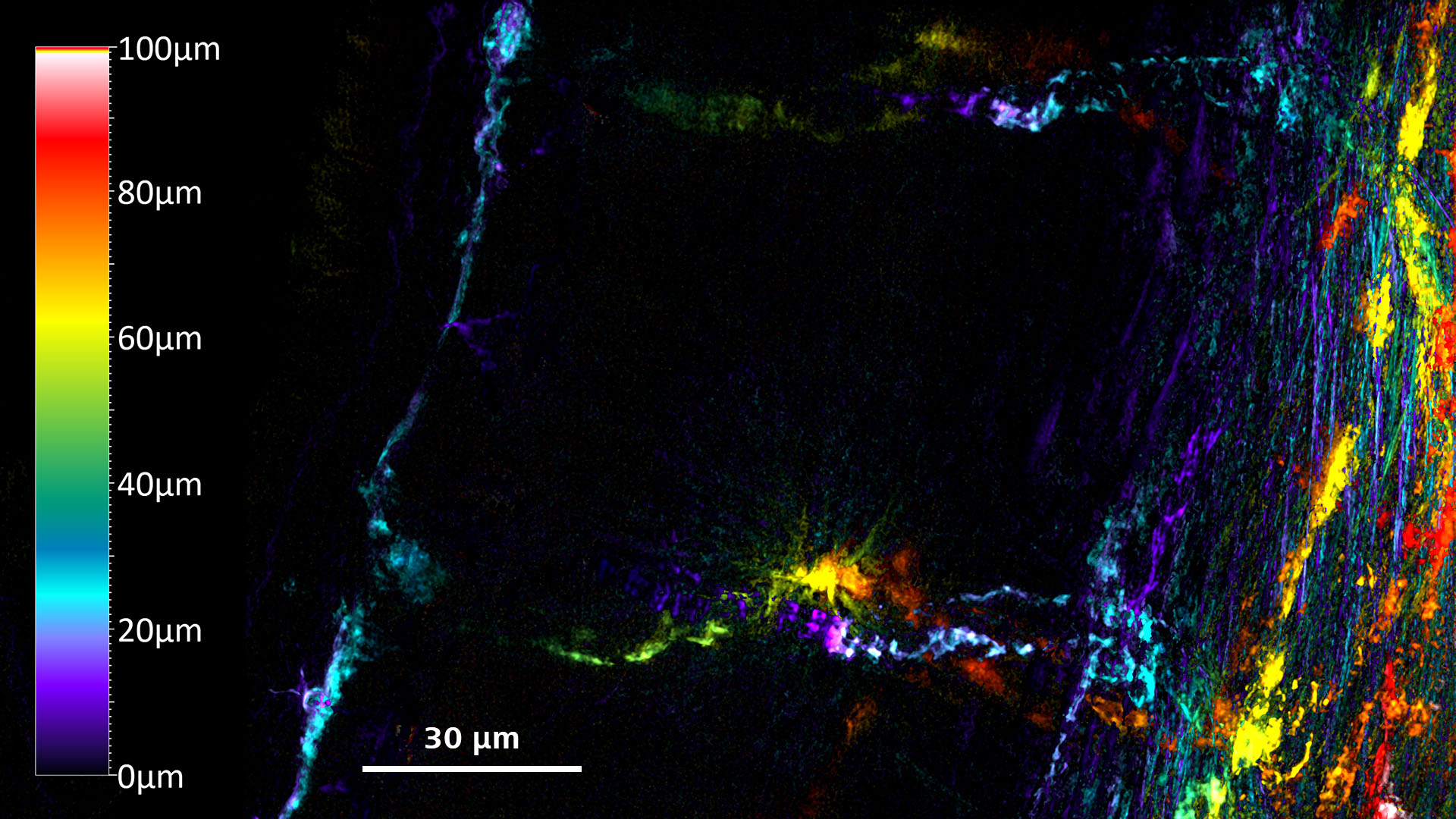 血管マーカーfli1-EGFPを発現するゼブラフィッシュ胚を、SIM Apotomeモードで100 µmの深度でイメージング。 試料ご提供：Haass Lab (MCN, University of Munich, Germany)