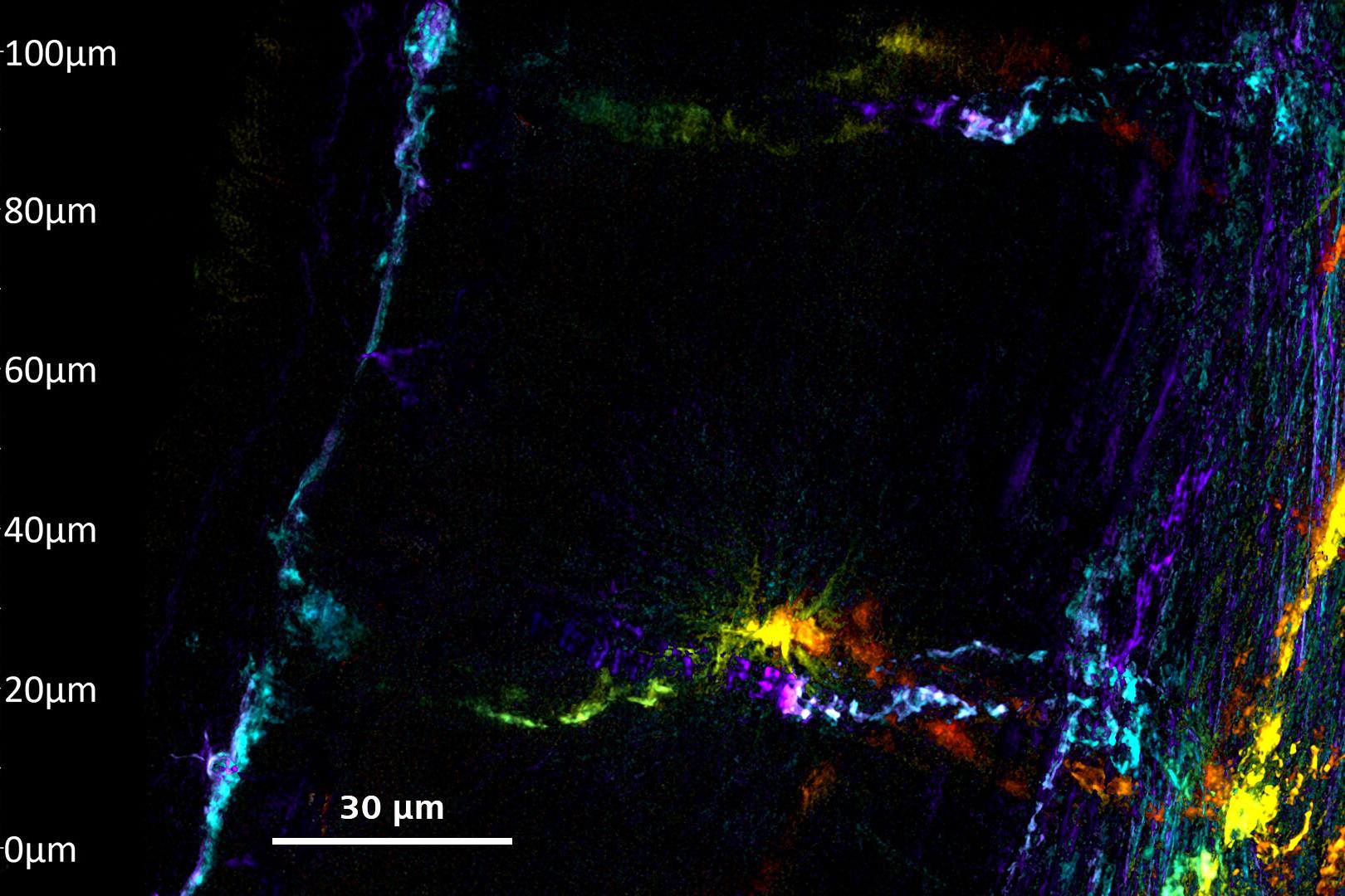 Embryon de poisson zèbre exprimant un marqueur vasculaire fli1-EGFP, imagé en mode SIM Apotome sur une plage d'empilement Z de 100 µm.