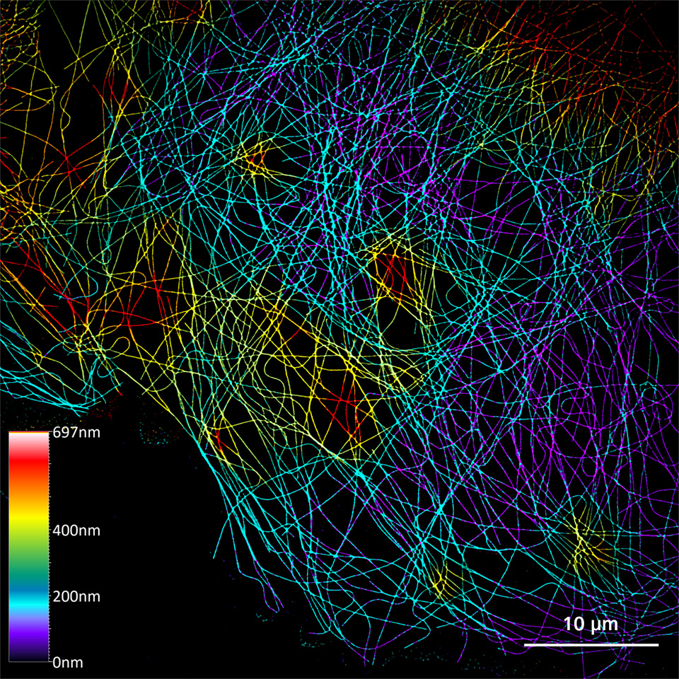 抗αチューブリン-Alexa 488で免疫染色されたCOS-7細胞の色分け投影図。
