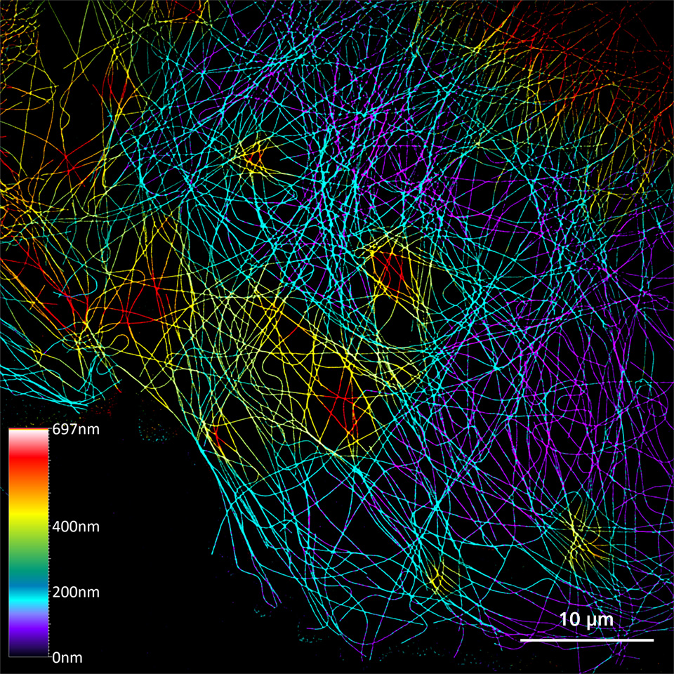 Projection codée en couleur de cellules COS-7 marquées par immunofluorescence avec l'anti-alpha-tubuline Alexa 488.