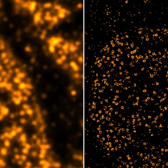 SMLM : Cellules A6 de Xenopus laevis (cellules épithéliales de rein).