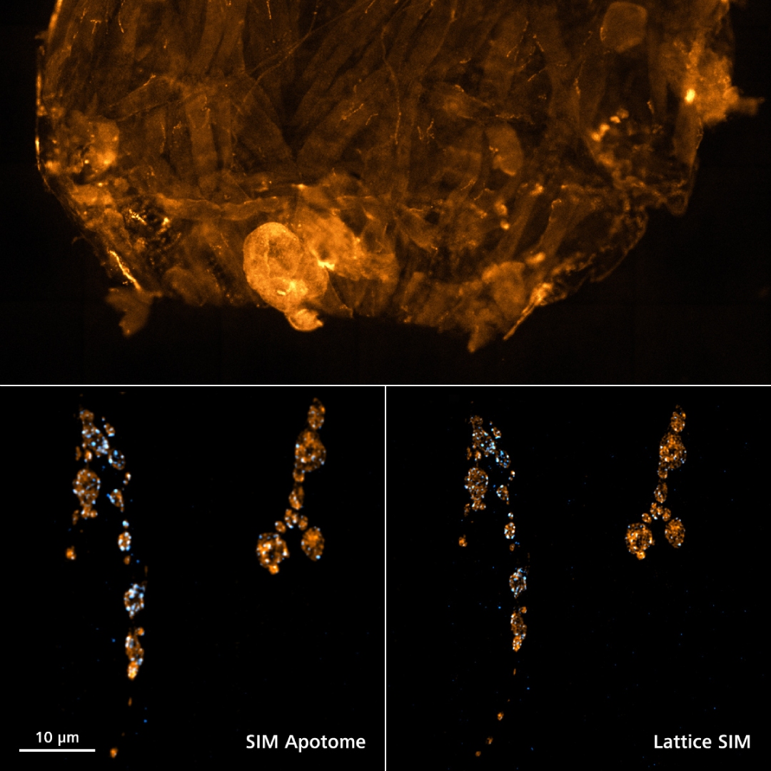 SIM ApotomeおよびLattice SIMでイメージングしたショウジョウバエのシナプス構造