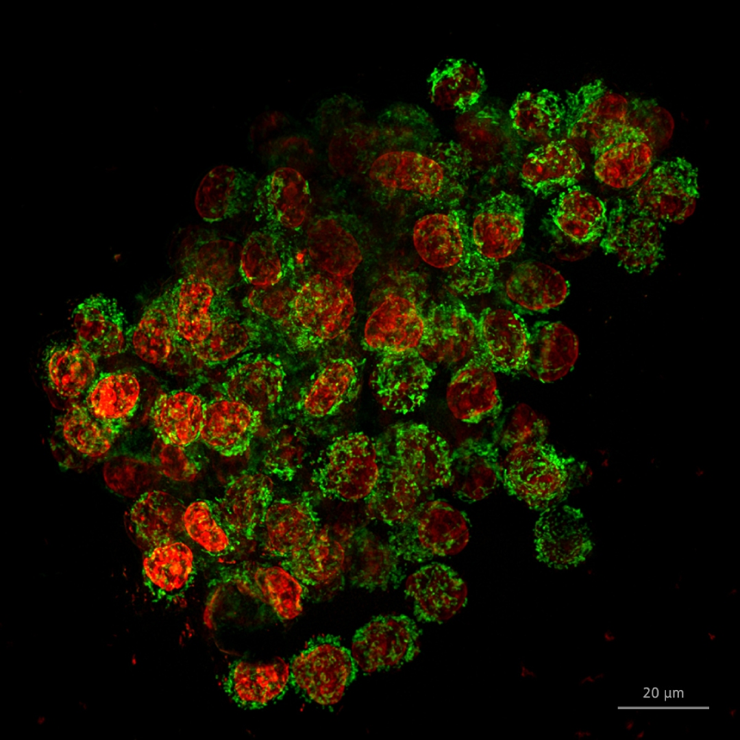 细胞球，线粒体染色（MitoTracker Green）和细胞核（NucRed Live 647）染色。