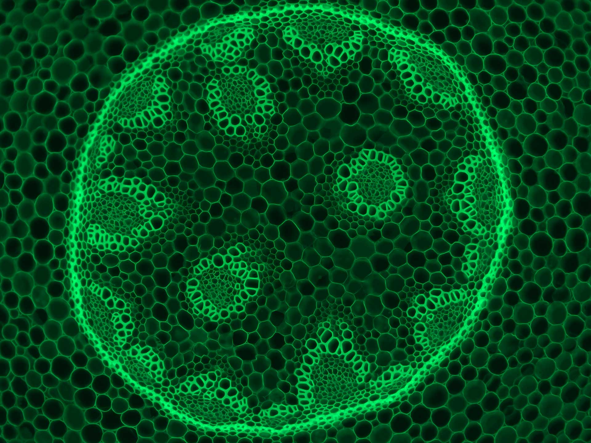 Convallaria im Fluoreszenzkontrast, Objektiv 10×