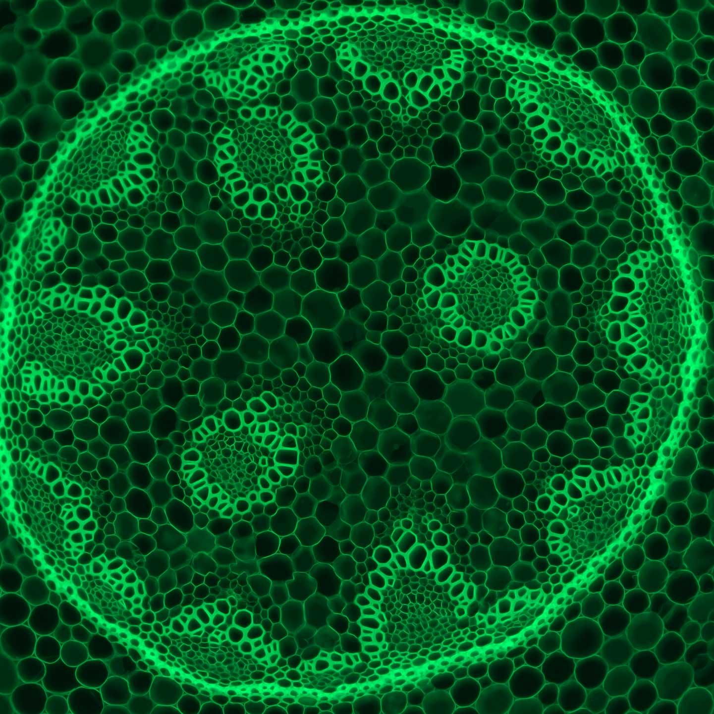 Convallaria im Fluoreszenzkontrast, Objektiv 10×