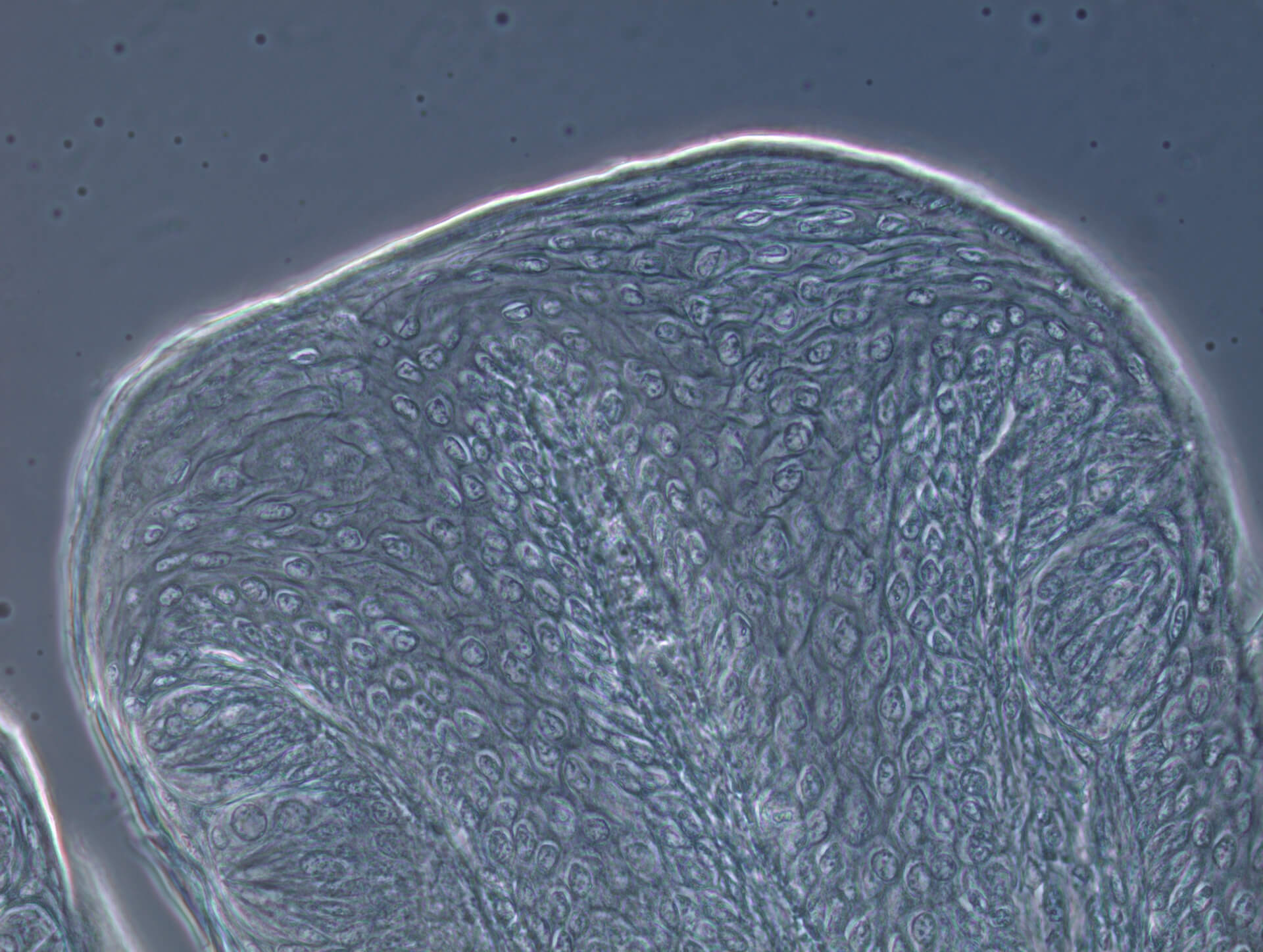 Taste buds of rabbit in phase contrast, 40x objective