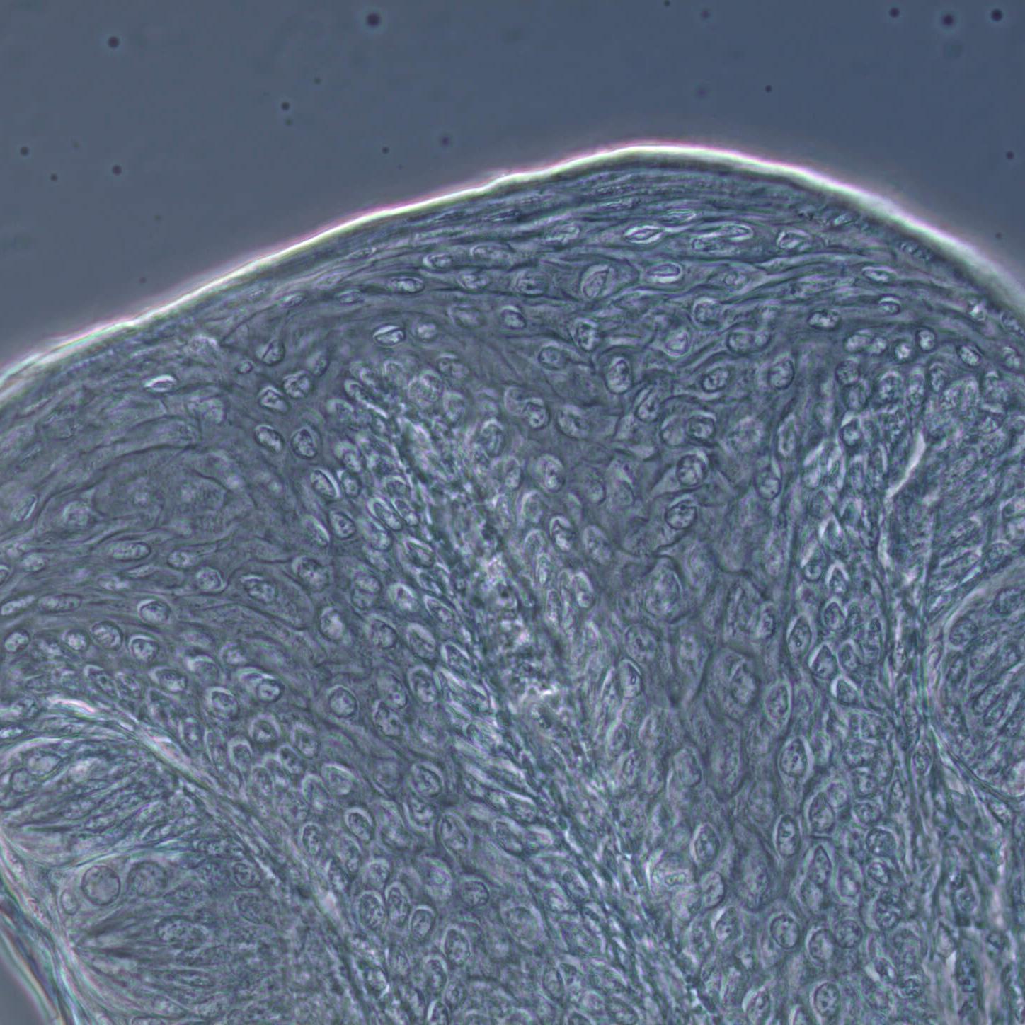 Taste buds of rabbit in phase contrast, 40x objective