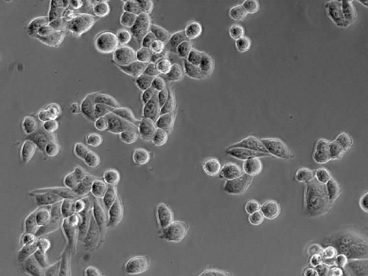 HeLa cells, phase contrast