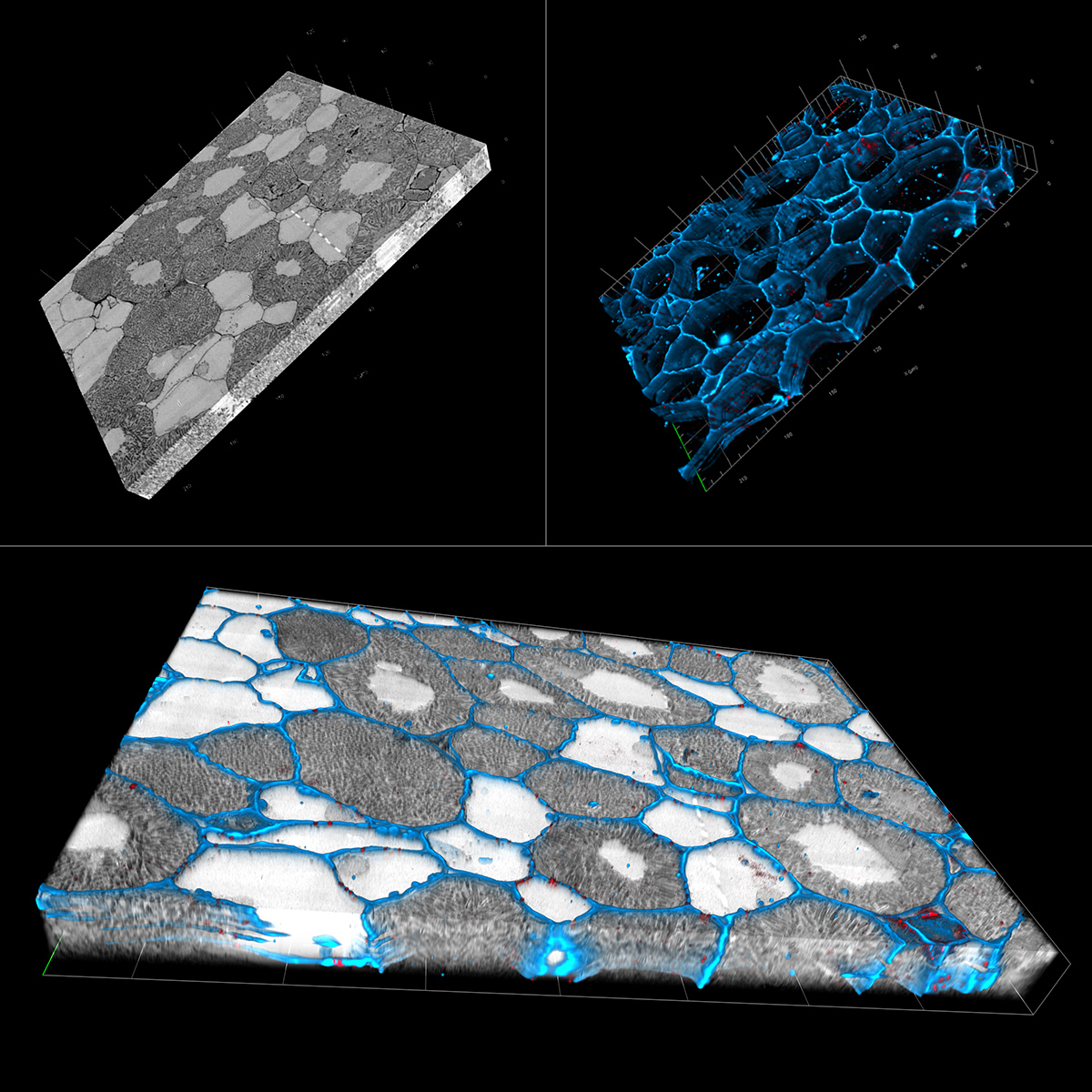 Reconstrucción en 3D de secciones seriales de nódulos de raíz con la distribución de plasmodesmos. Cortesía de D. Sherrier, J. Caplan, E. Kmiec y S. Modla, Universidad de Delaware, EE. UU.