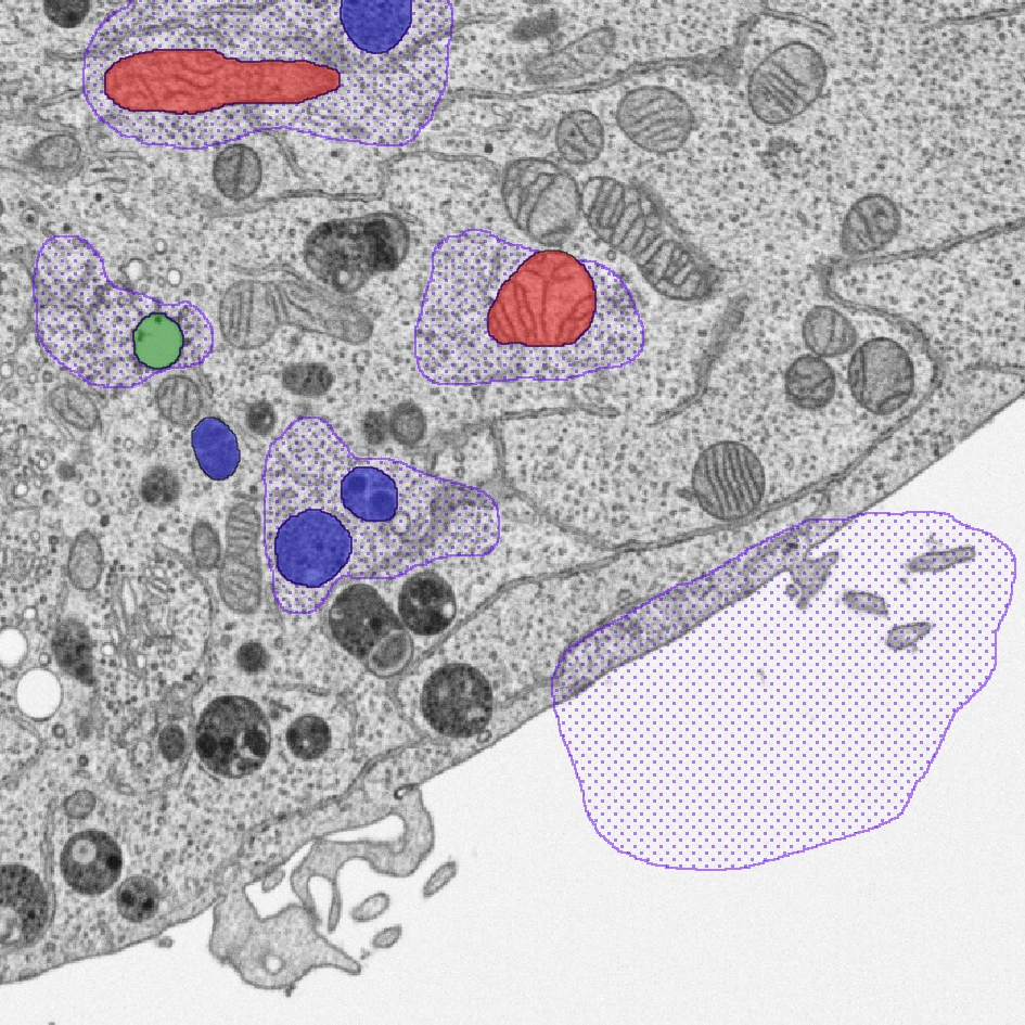 Annotation of organelles and background areas in an electron microscopy image of a HeLa cell, in preparation for training a Deep Learning model. 