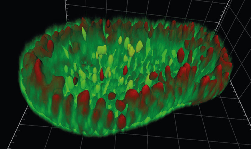 Organoid analysis in 3D