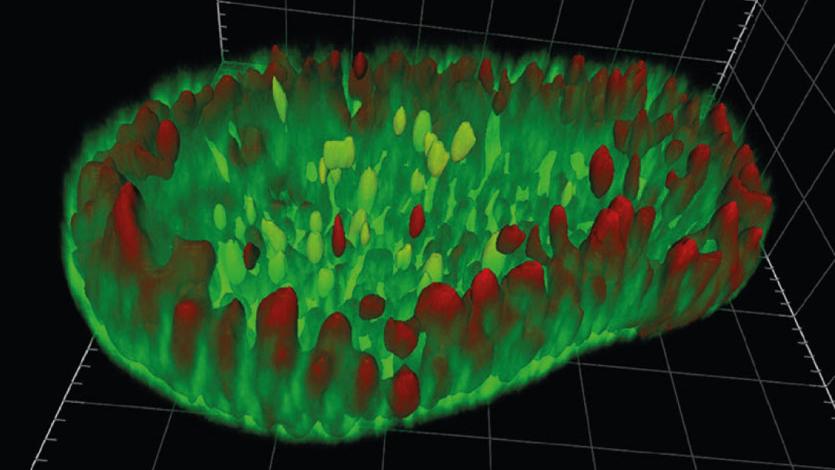 Organoid analysis in 3D
