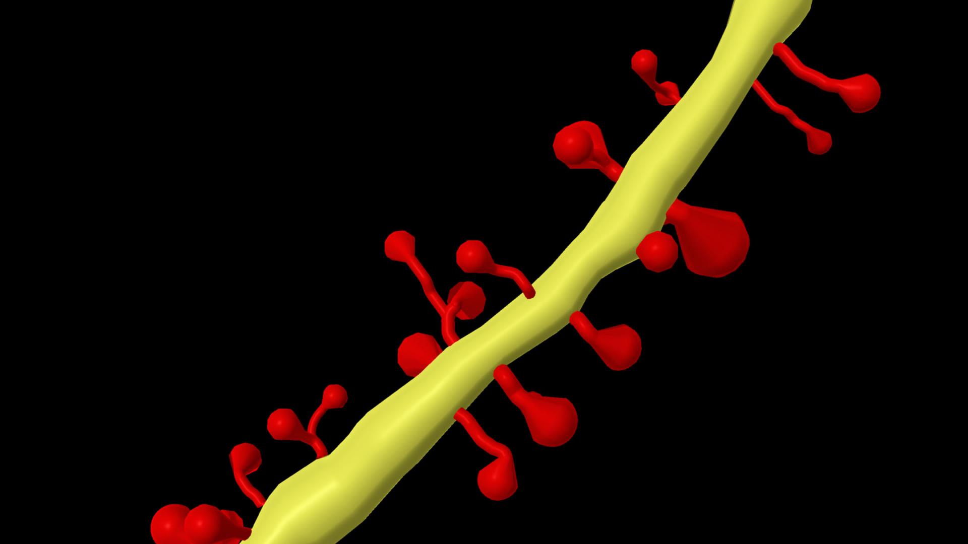 AI-assisted spine detection and tracing algorithm, available in ZEISS arivis Pro version 4.3