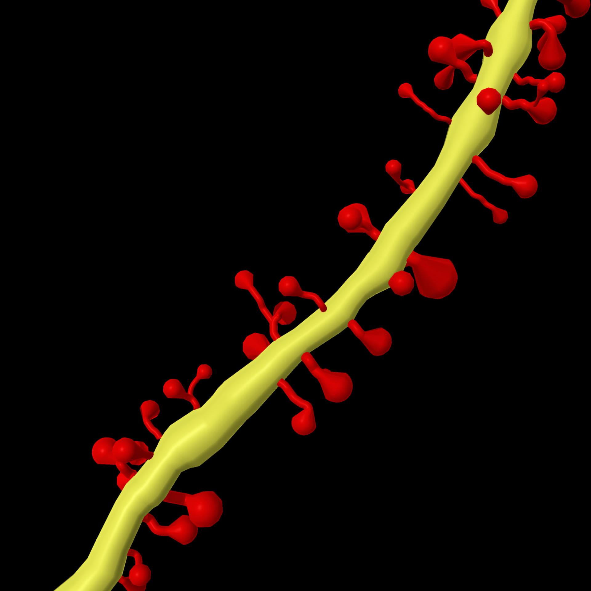 Advanced neuronal structure analysis through automated spine detection using pretrained AI models as well as classical approaches