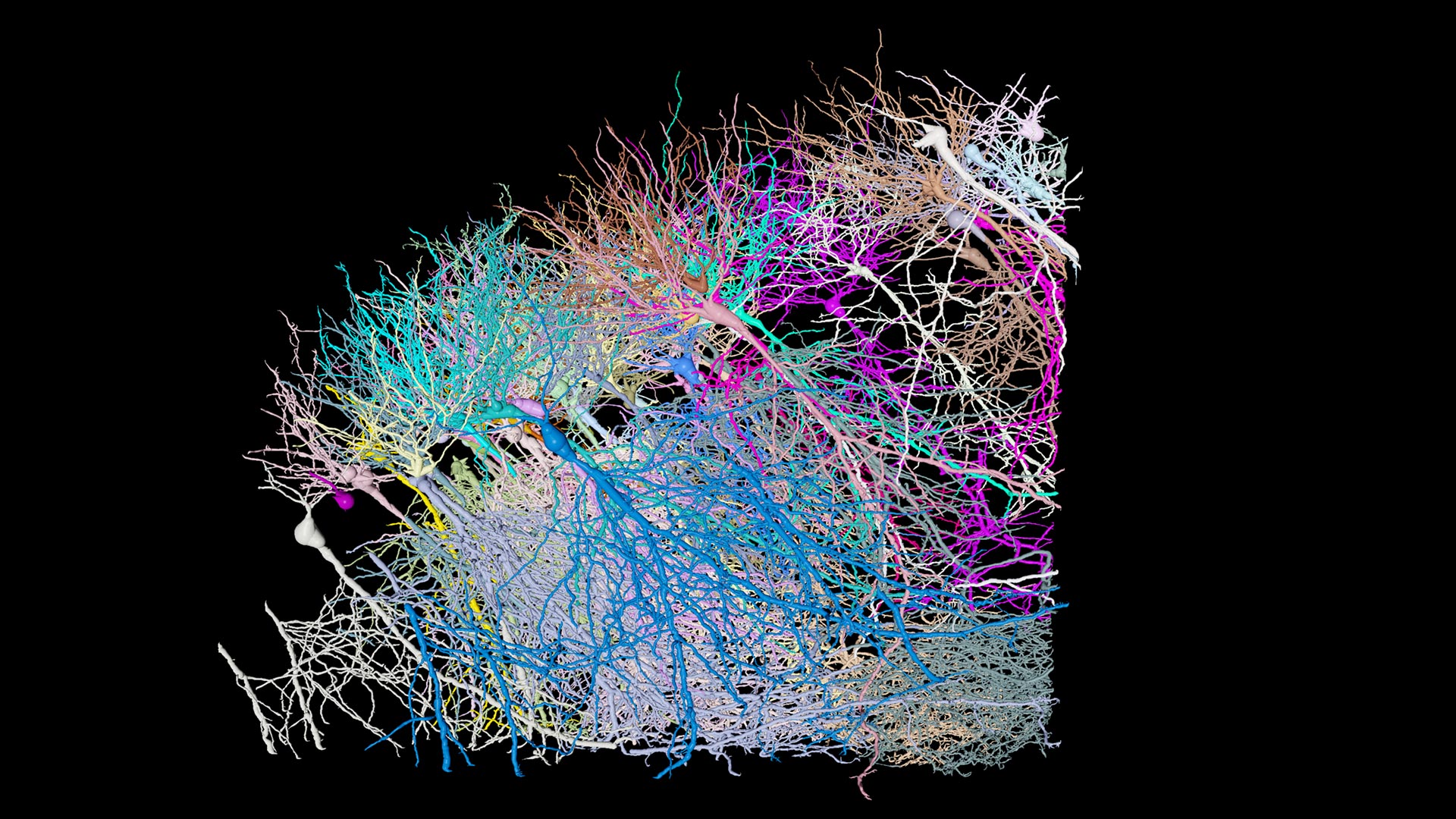 Automated 3D neuron tracing of neuronal tissue (mouse brain). 