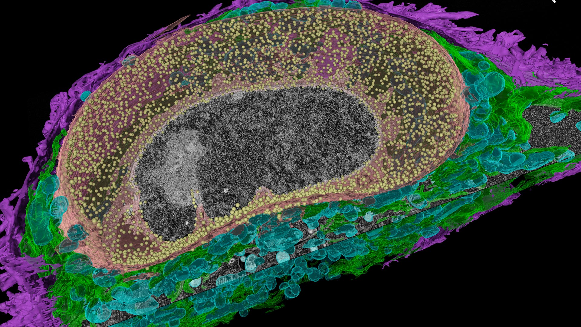Sub cellular analysis based in AI model of FIB SEM image 