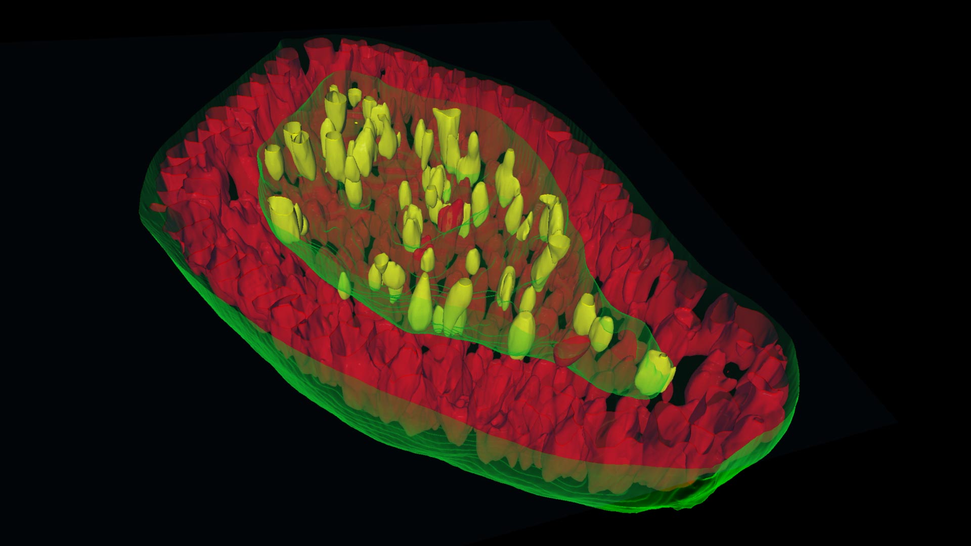 3D organoid analysis