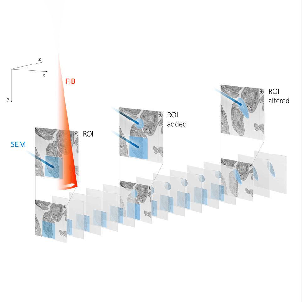 Nanotomografía FIB-SEM automatizada 