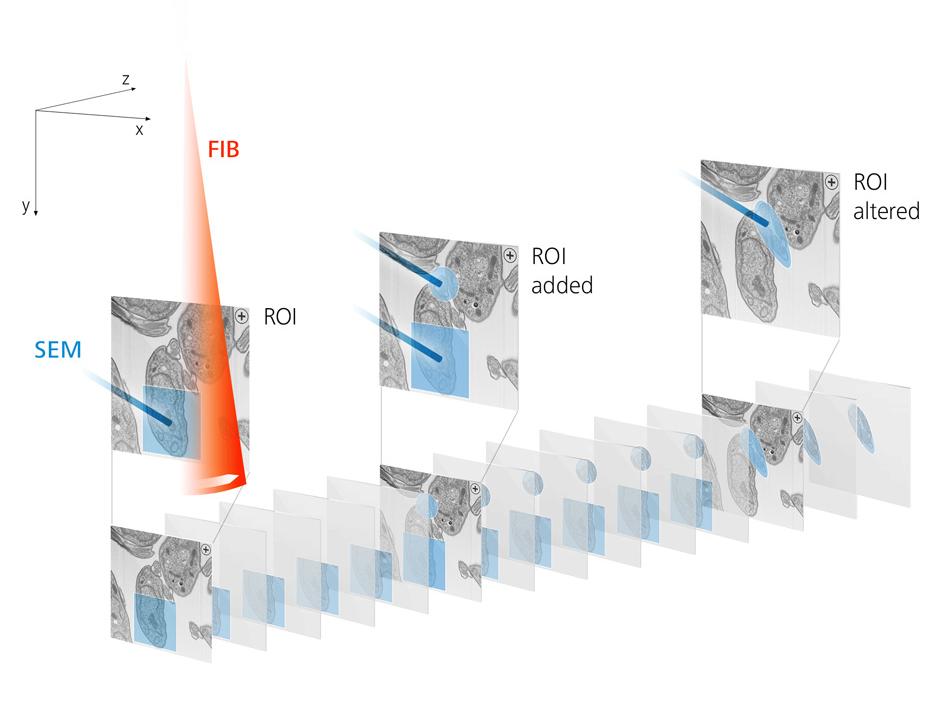 Nanotomografía FIB-SEM automatizada: adquiera simultáneamente conjuntos de datos de múltiples resoluciones con la delimitación de regiones de interés y fotogramas clave. Cortesía de: K. Narayan y S. Subramaniam, Instituto Nacional del Cáncer, Institutos Nacionales de Salud, Bethesda, MD, EE. UU.