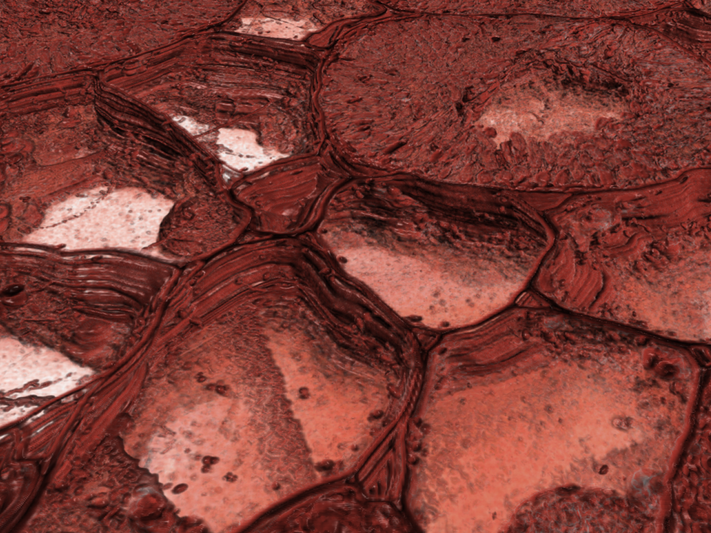 ウマゴヤシの根粒。Atlas 5 Array TomographyでイメージングしたSEM画像。