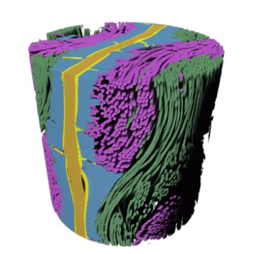 Deep Learning segmentation of polymer electrolyte fuel cell.