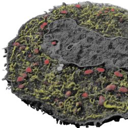 Mammalian cell with mitochondria and ER segmented.