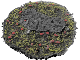 Mammalian cell with mitochondria and ER segmented.