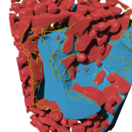 Triple Phase Boundary calculation (yellow) of solid oxide fuel cell allows for accurate metrics of length, interfacial surface area and local tortuosity.