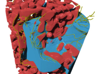 Triple Phase Boundary calculation (yellow) of solid oxide fuel cell allows for accurate metrics of length, interfacial surface area and local tortuosity.