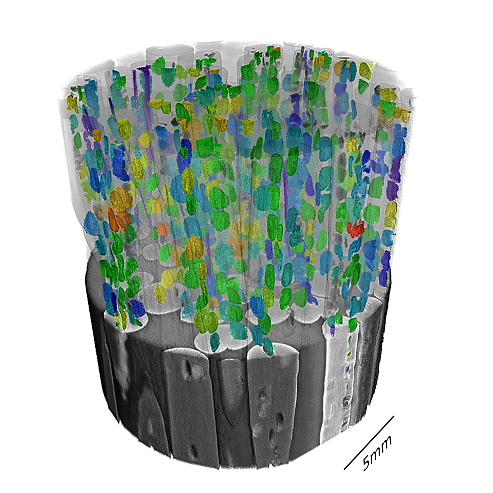3D rendering of a bundle of Rayon polymer fibers that have been imaged in propagation phase contrast mode. The 3D rendering shows a high-resolution 3D dataset processed using ZEISS PhaseEvolve to enhance the microvoids in individual fibers. Color represents void volume.