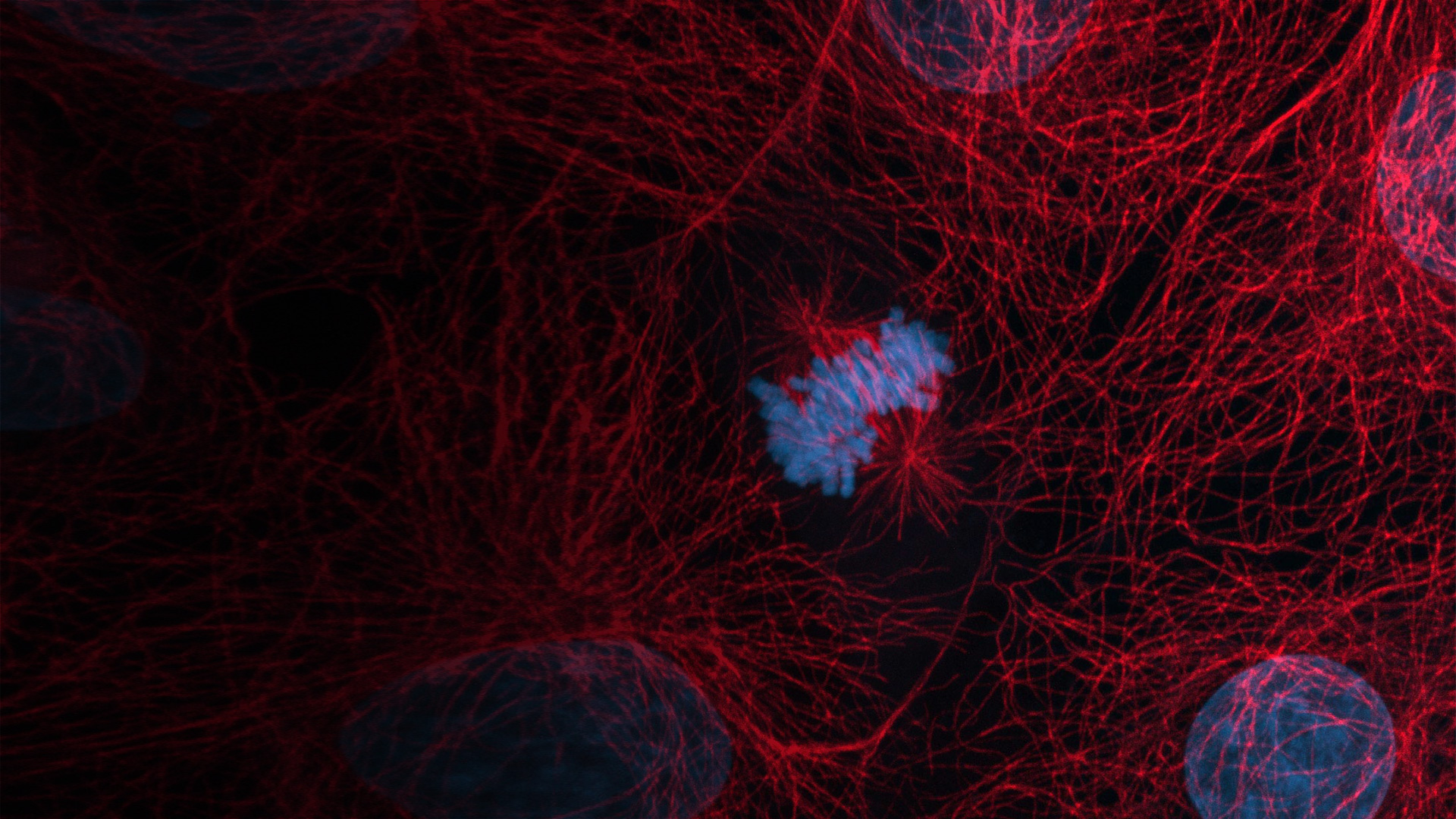 Logiciels ZEISS Microscopy - Libérez toute la puissance de votre station d'imagerie