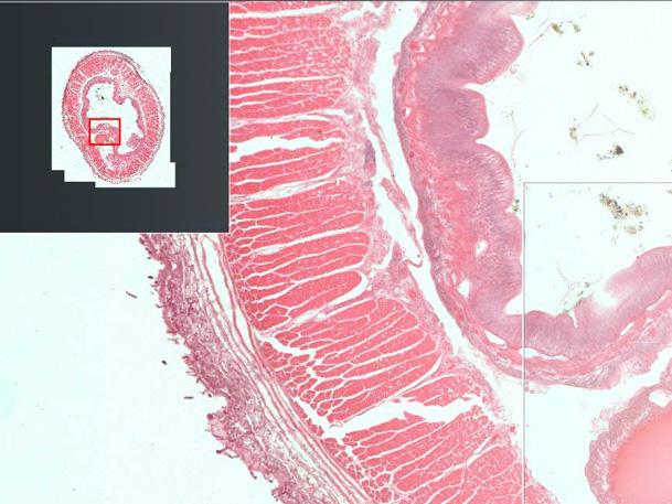 ZEISS Labscope: App. Captura de imágenes. Sencillez.