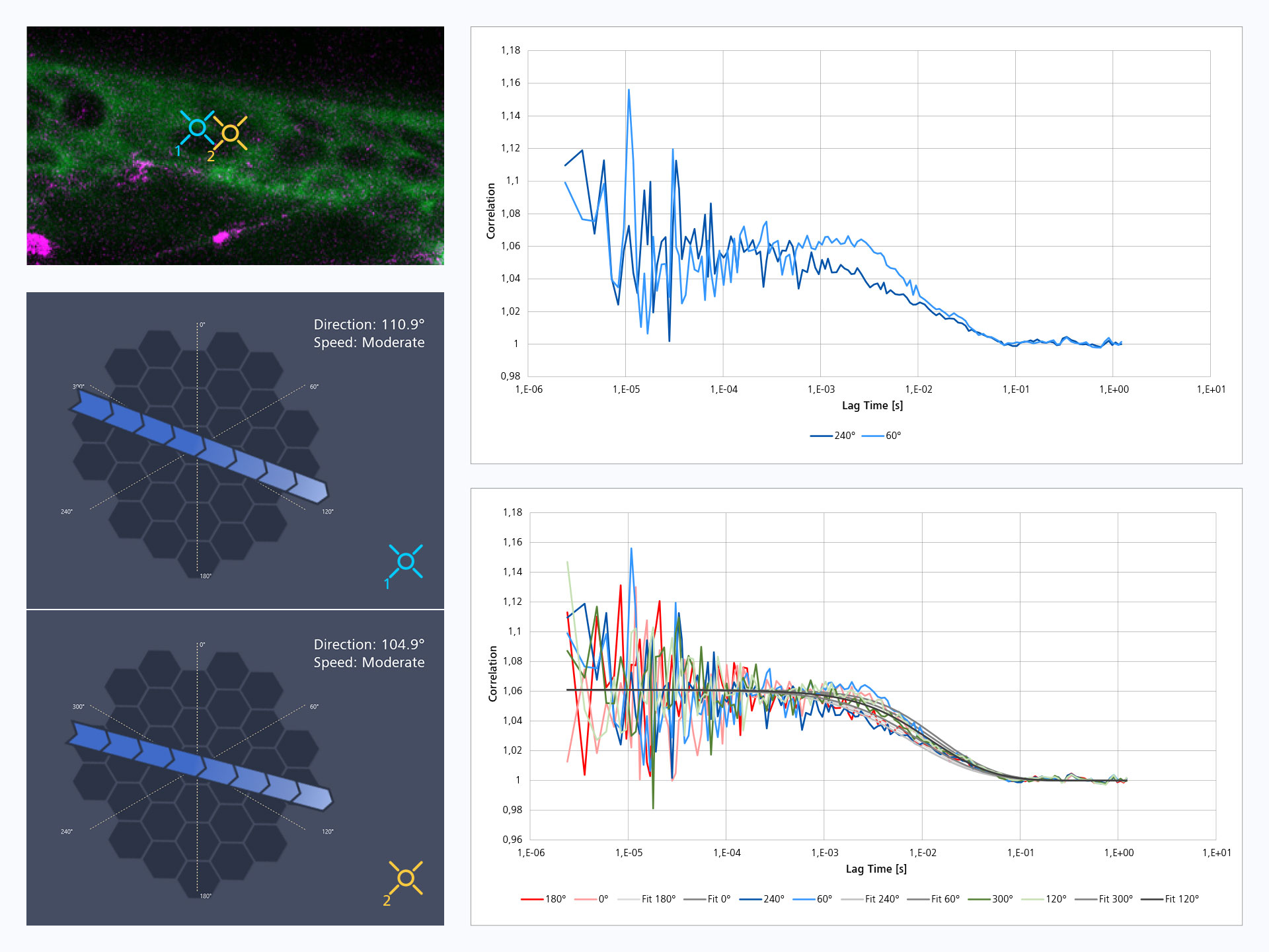 Zebrafish blood vessel flow measurement