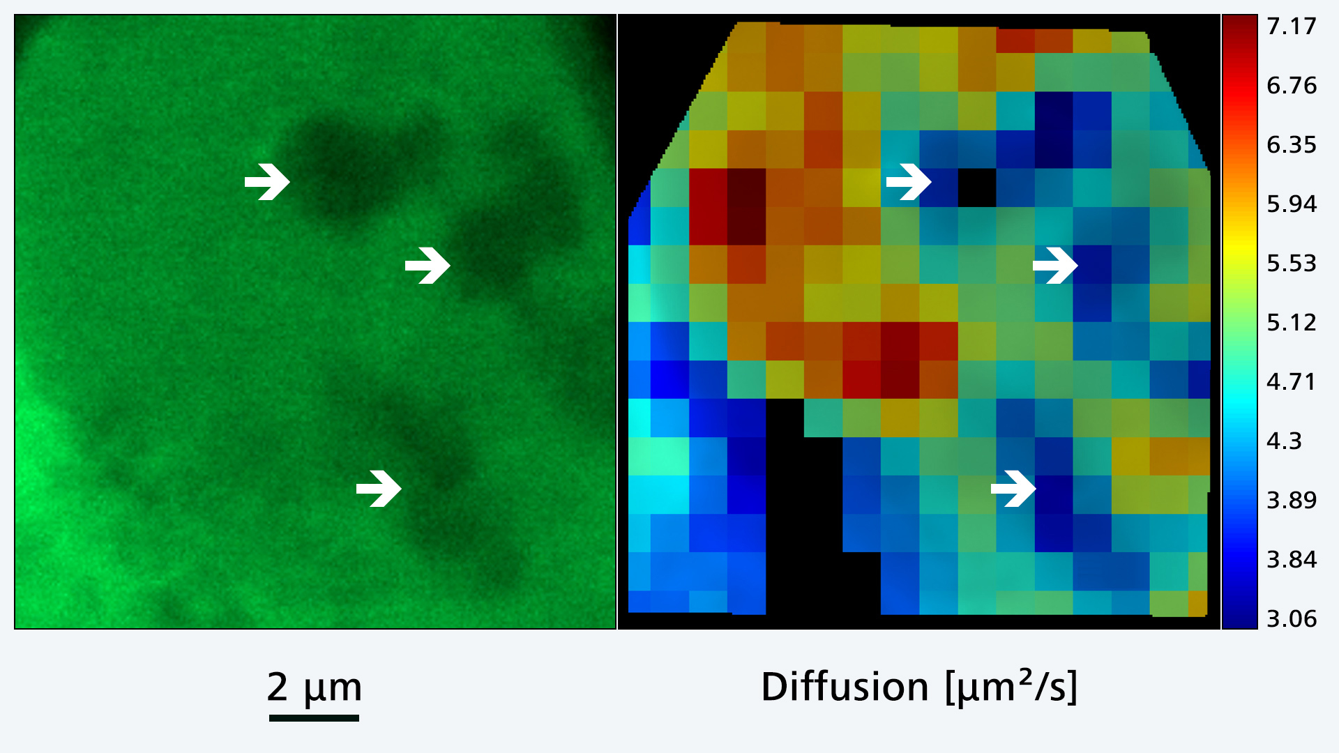 Raw time series (left) and grid heatmap (right). The RICS analysis reveals that EGFP diffusion is slower inside the nucleoli compared to the nucleoplasm. Sample kindly provided by P. Hemmerich and T. Ulbricht, Core Facility Imaging, Leibniz Institute on Aging, Jena, Germany.