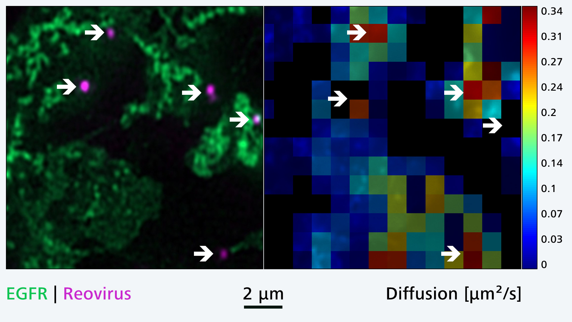 Exploring the behavior of EGFR at reoviral docking sites