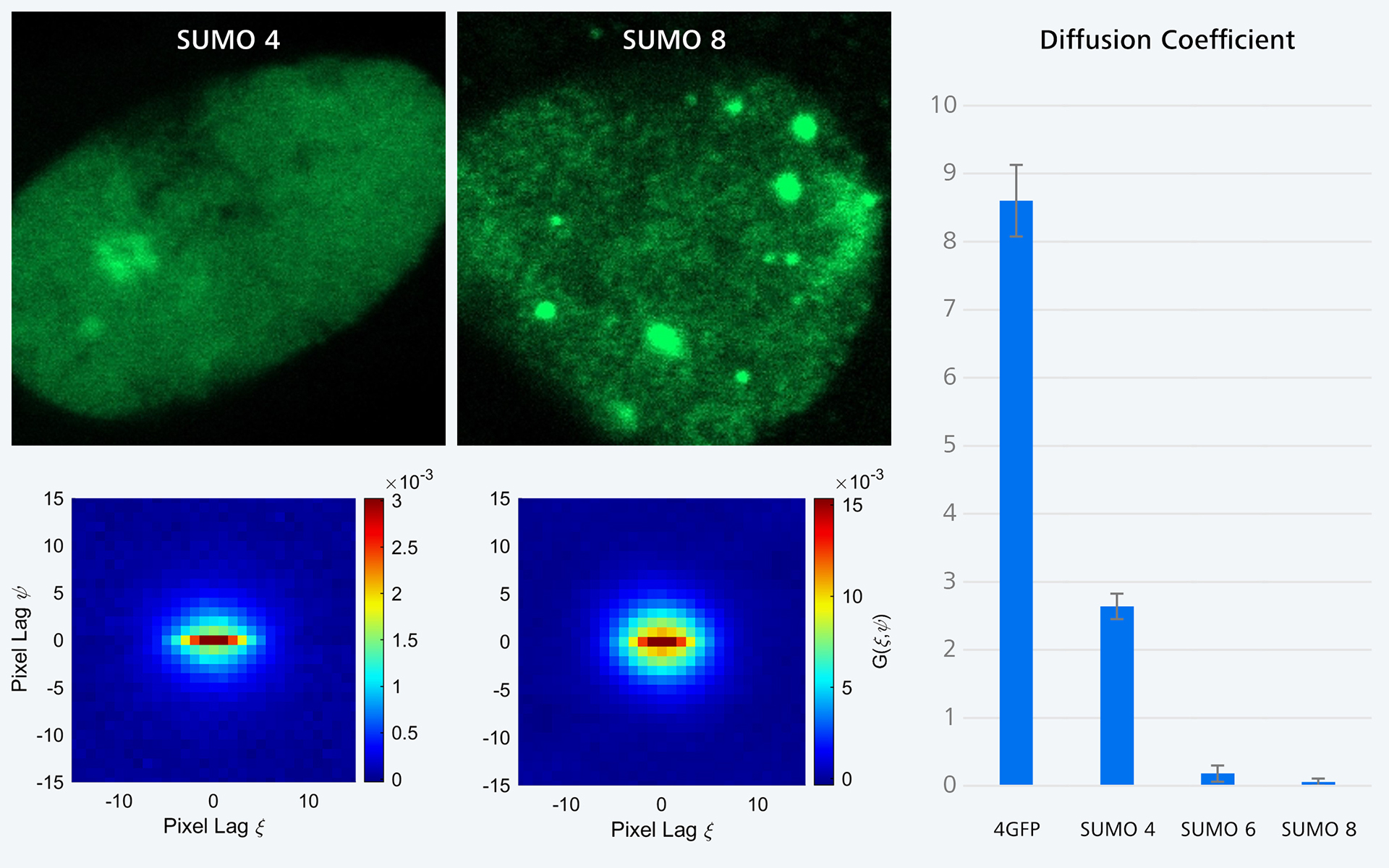 Auswirkung der SUMOylierung auf die Proteindiffusion Proben mit freundlicher Genehmigung von P. Hemmerich und T. Ulbricht, Core Facility Imaging, Leibniz-Institut für Alternsforschung, Jena, Deutschland