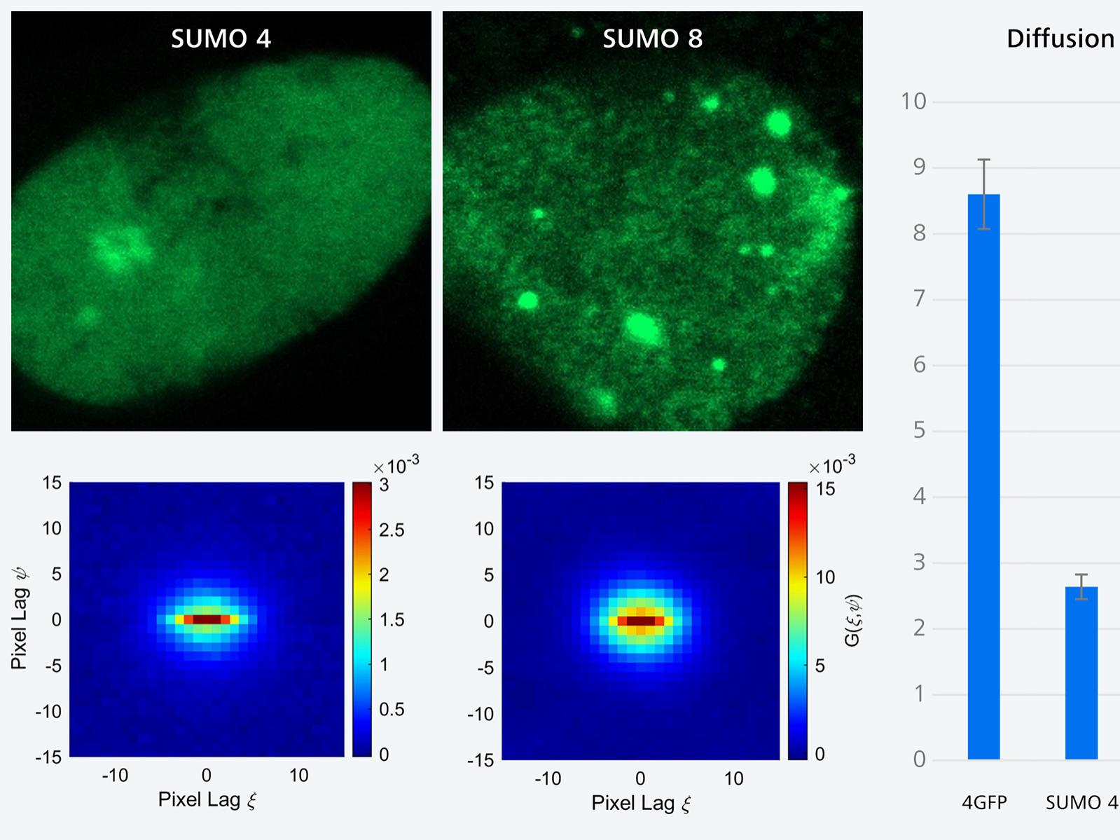 Effets de la SUMOylation sur la diffusion des protéines