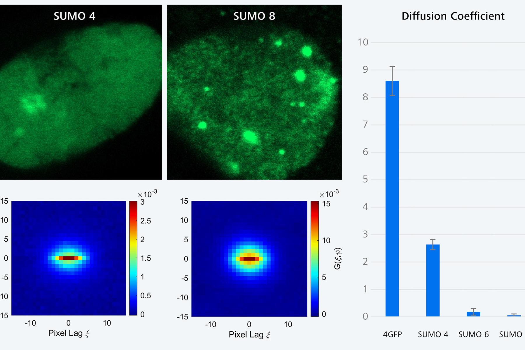 Effects of SUMOylation in protein diffusion