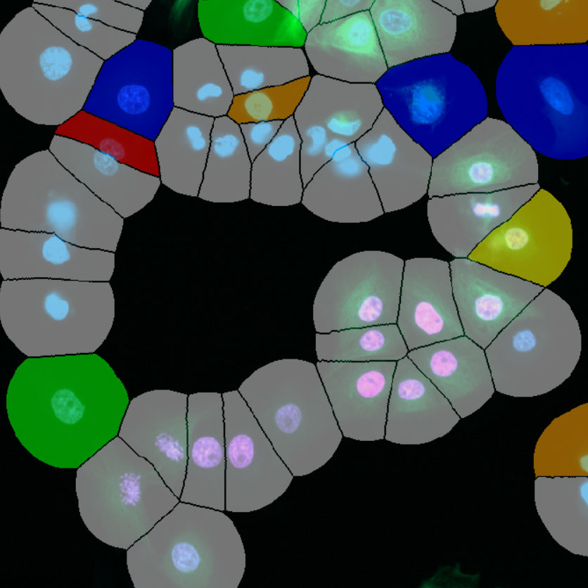 Classification of cellular phenotypes in U2OS + LLC2 cell culture. A few cells were manually assigned 