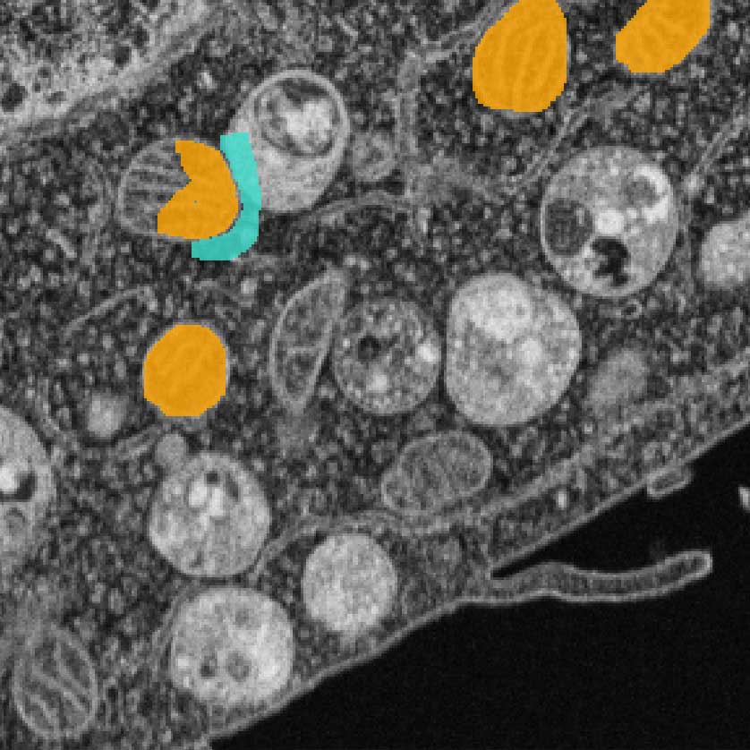 Labeling of an image to train a segmentation model 