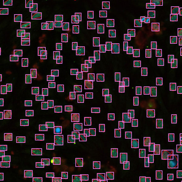 Cell Counting