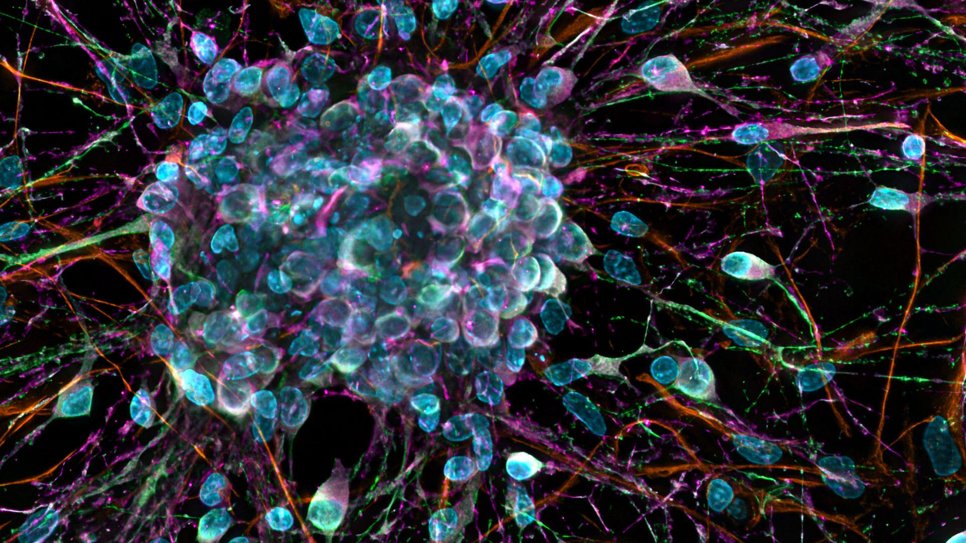 Neurospheres. Sample courtesy of H. Braun, LSM Bioanalytik GmbH, Magdeburg, Germany.