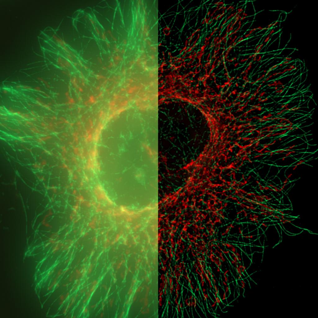 Deconvolution Toolkit | ZEISS
