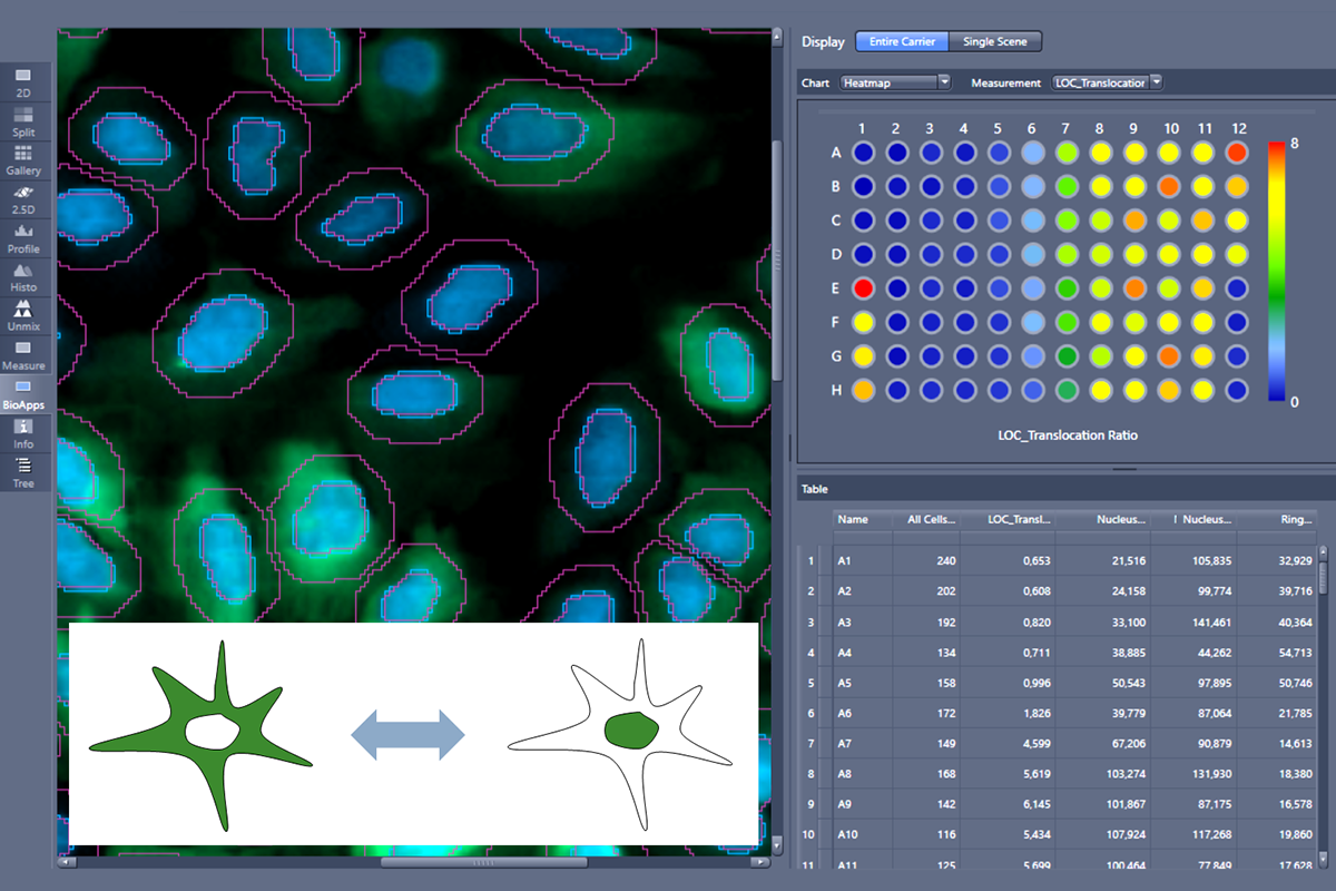 作为Bio Apps工具包的用户，您现在可以分析分子的核转位