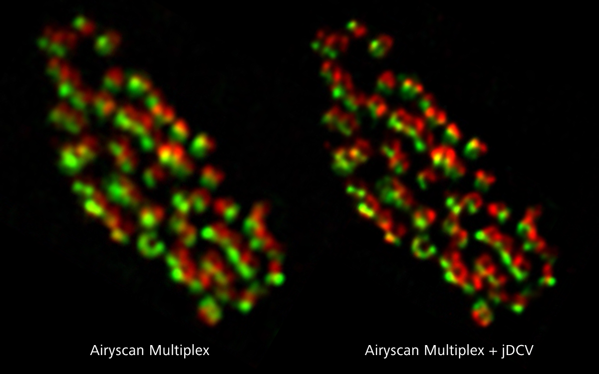 Screen capture of Joint Deconvolution (jDCV) in Airyscan Multiplex mode 