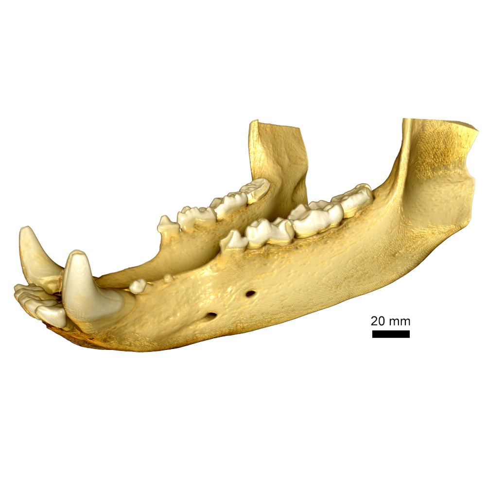 Full field of view imaging of a bear jaw