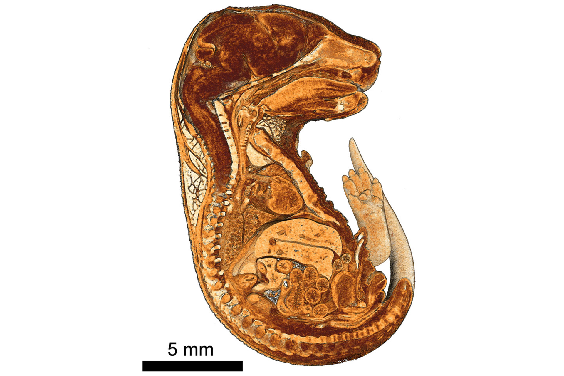 Cutaway view of 3D rendering of a mouse embryo embedded in paraffin