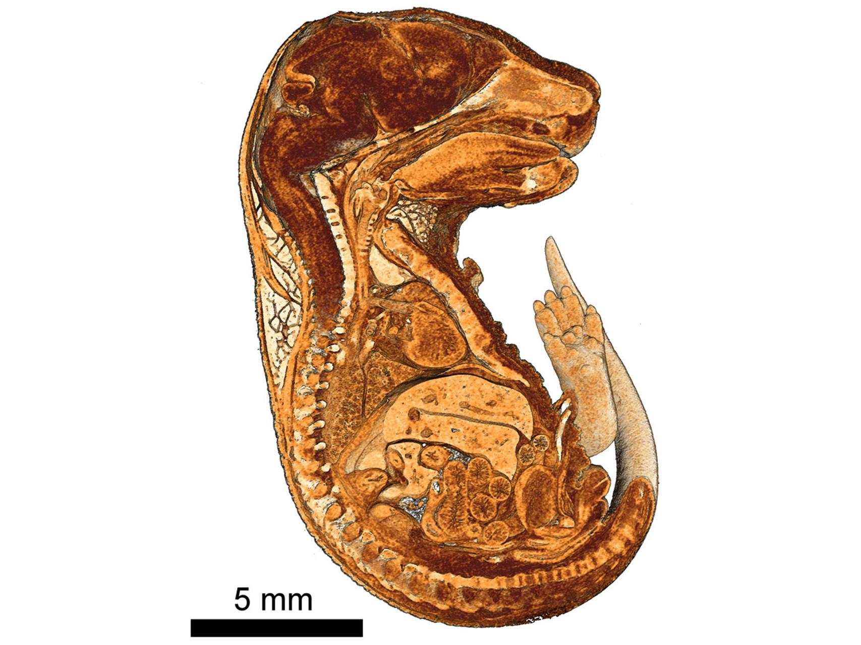 Cutaway view of 3D rendering of a mouse embryo embedded in paraffin